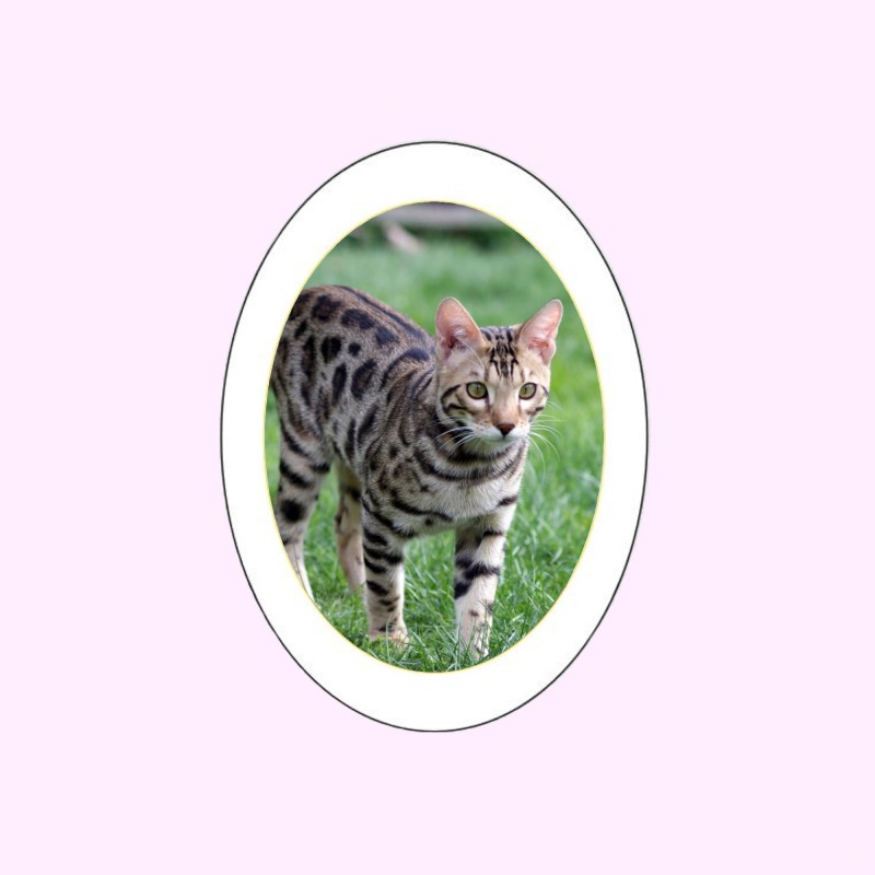 MÉDAILLON PHOTO PORCELAINE OVALE EN COULEUR FILET OR POUR ANIMAUX MÉDAILLON PHOTO PORCELAINE OVALE EN COULEUR FILET OR POUR ANIMAUX
