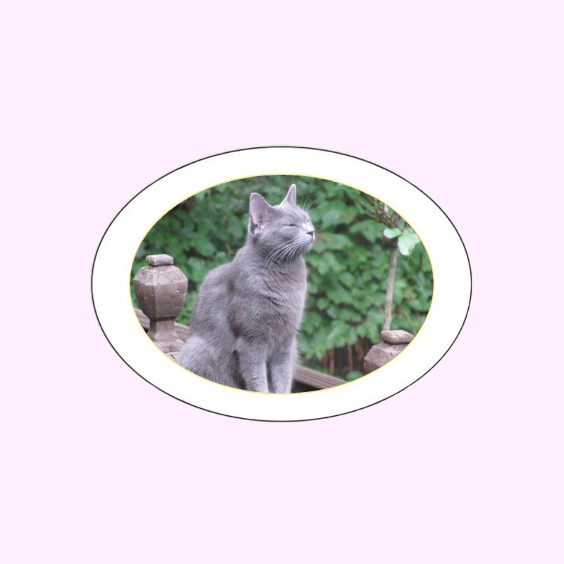 MÉDAILLON PHOTO PORCELAINE OVALE COULEUR FILET OR POUR ANIMAUX MÉDAILLON PHOTO PORCELAINE OVALE COULEUR FILET OR POUR ANIMAUX