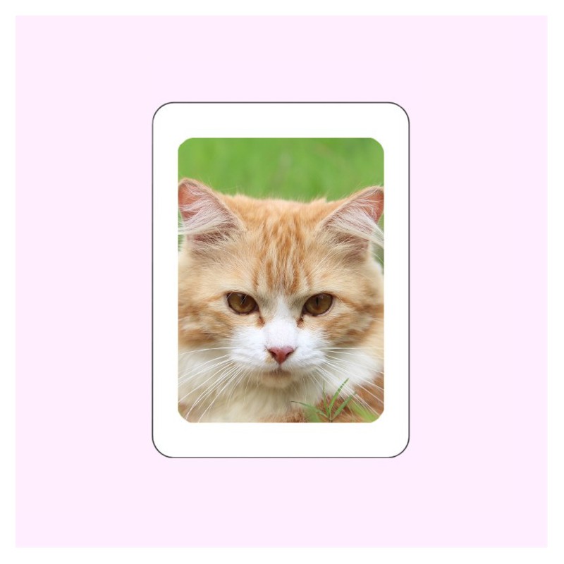 PHOTO PORCELAINE RECTANGLE EN COULEUR BORDURE BLANCHE ANIMAUX PHOTO PORCELAINE RECTANGLE EN COULEUR BORDURE BLANCHE ANIMAUX