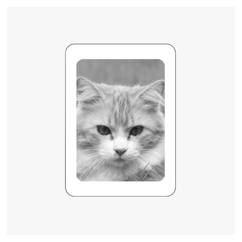 MÉDAILLON PHOTO PORCELAINE RECTANGLE NOIR ET BLANC BORDURE BLANCHE ANIMAUX