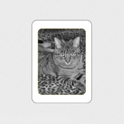 MÉDAILLON PHOTO PORCELAINE RECTANGLE FILET OR NOIR ET BLANC ANIMAUX