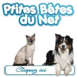 Les p'tites bêtes du net forum animaux